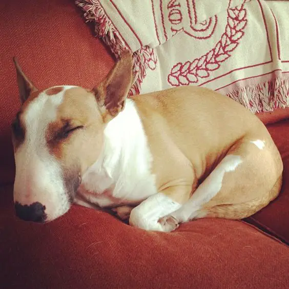 Bull Terrier sleeping on the couch