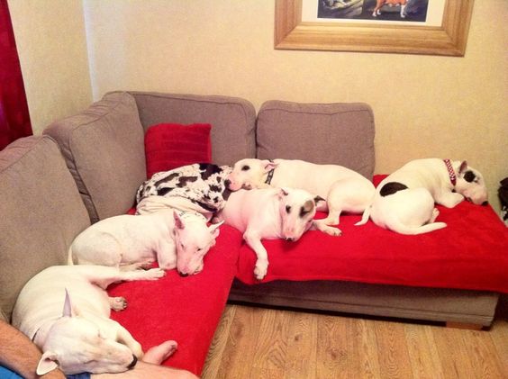 group of white Bull Terriers sleeping on the couch