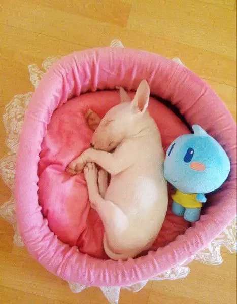 white English Bull Terrier puppy sleeping on its side on its bed with its stuffed toy