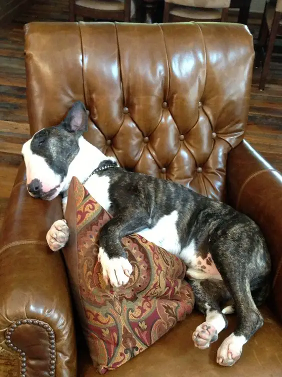  English Bull Terrier sleeping on the couch while hugging a pillow