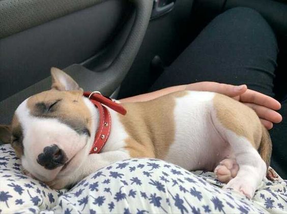 smiling while sleeping B English Bull Terrier puppy in its owner's lap