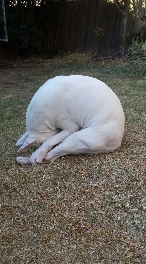 sleeping white Bull Terrier curled up while sitting on the grass 