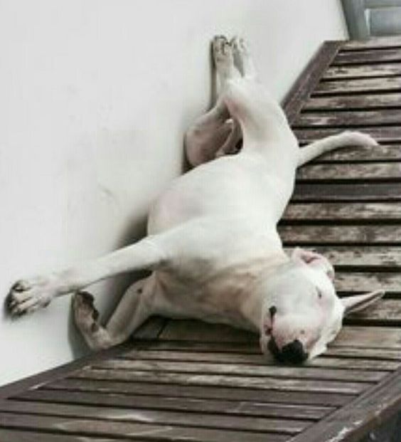  English Bull Terrier sleeping upside down on a wooden bed