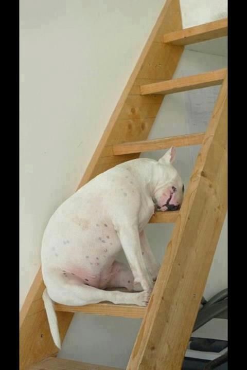 white English Bull Terrier sleeping on the ladder