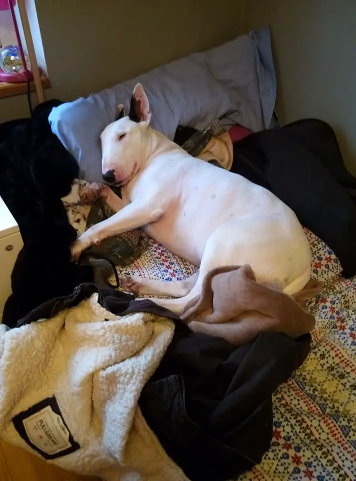 white Bull Terrier sleeping on its side in the bed