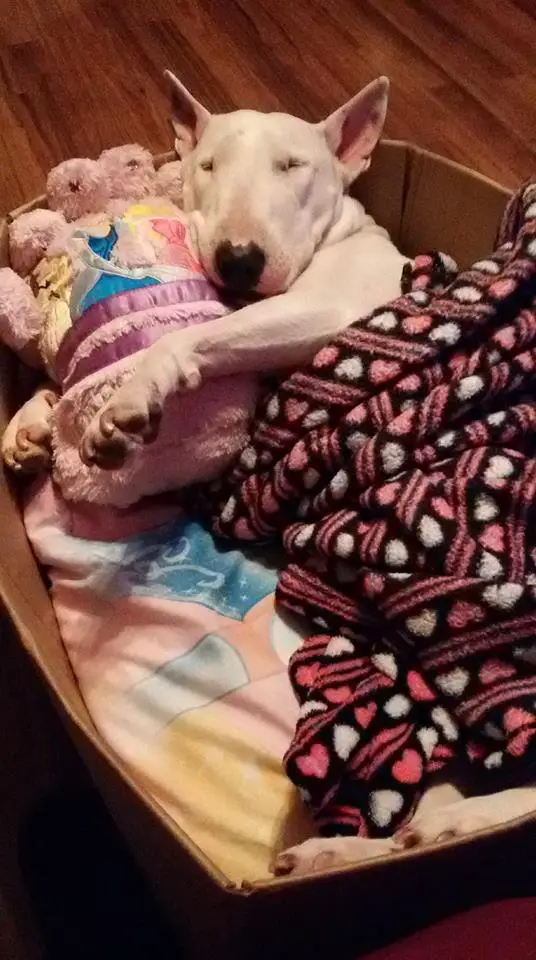  English Bull Terrier sleeping on its bed with its stuffed toy and blanket