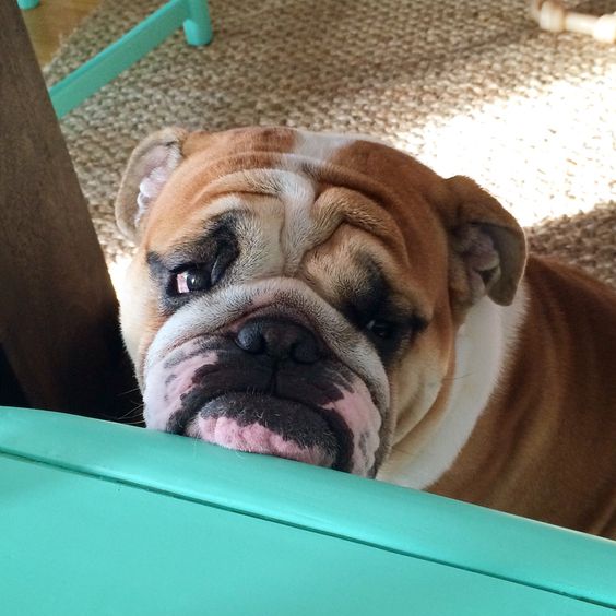 An English Bulldog standing behind the chair with its sad face