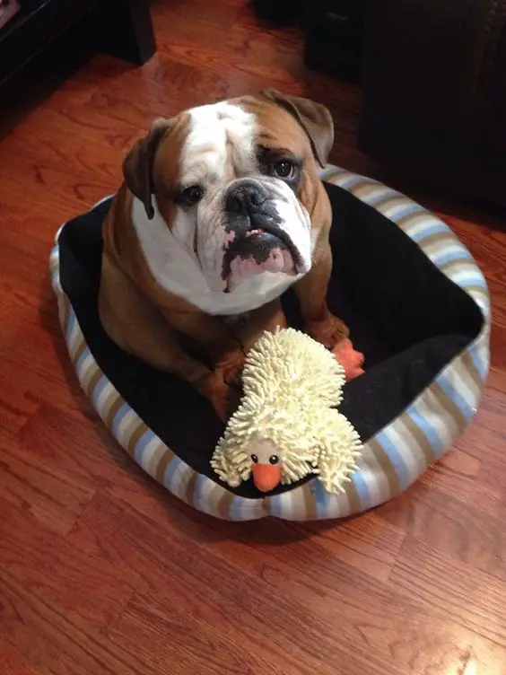 English Bulldog sitting on its bed with its sad face