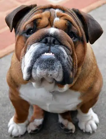 English Bulldog sitting on the floor with its begging face