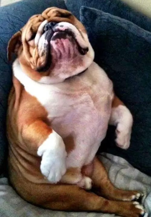 English Bulldog sitting on the couch while sleeping