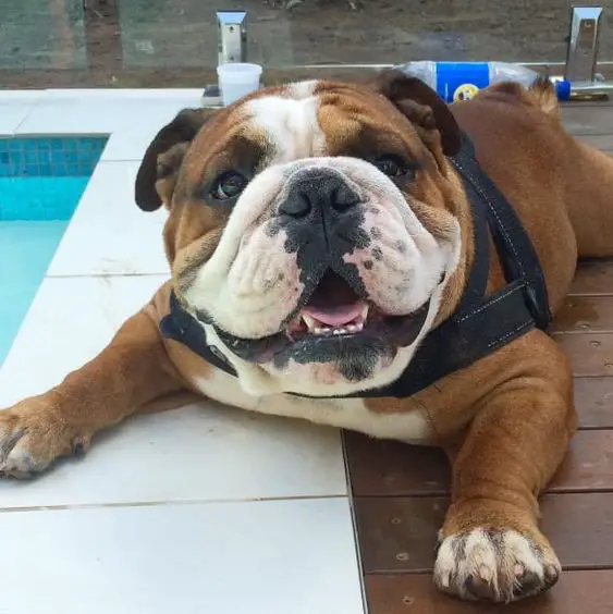 English Bulldog lying on the floor beside the pool while opening its mouth