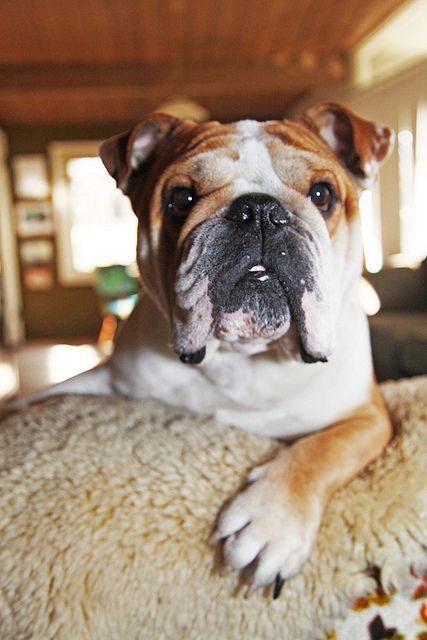 English Bulldog on the couch with its begging face