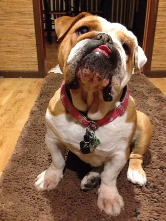 English Bulldog sitting on the carpet while looking up with its begging face