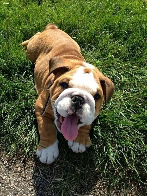 English Bulldog puppy lying down on the green grass with its tongue out