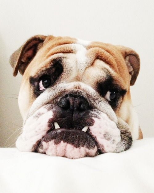 sad face of English Bulldog on top of the bed
