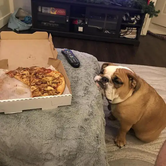 English Bulldog sitting on the floor while looking at the pizza with its sad face