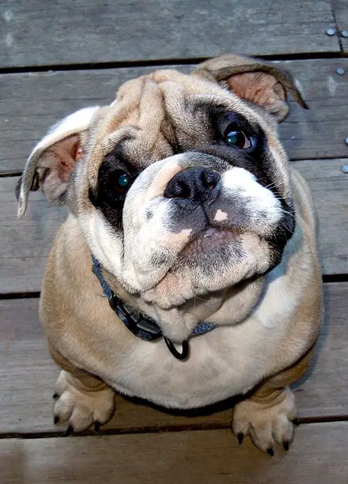 English Bulldog sitting on the wooden floor with its begging face