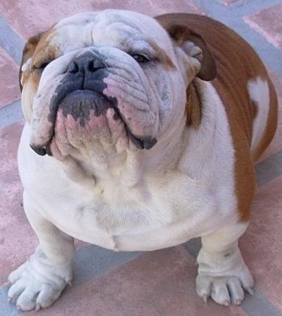 English Bulldog sitting on the floor while raising its head