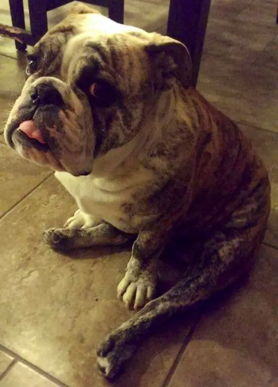 English Bulldog sitting on the floor with its sad face