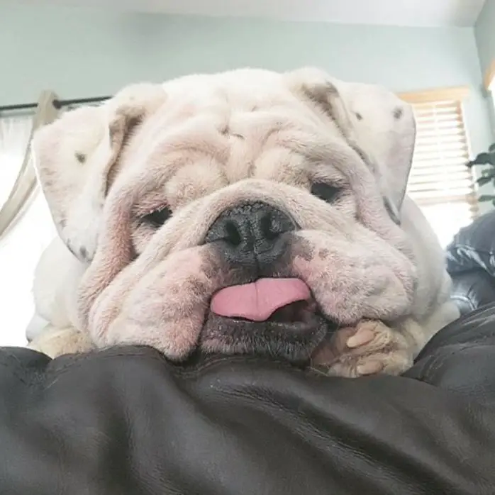 English Bulldog on the couch with its tongue out