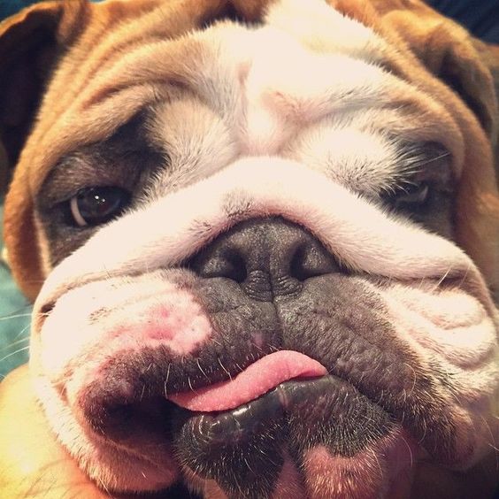 face of English Bulldog while slightly licking its mouth