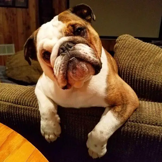 English Bulldog on the couch while tilting its head