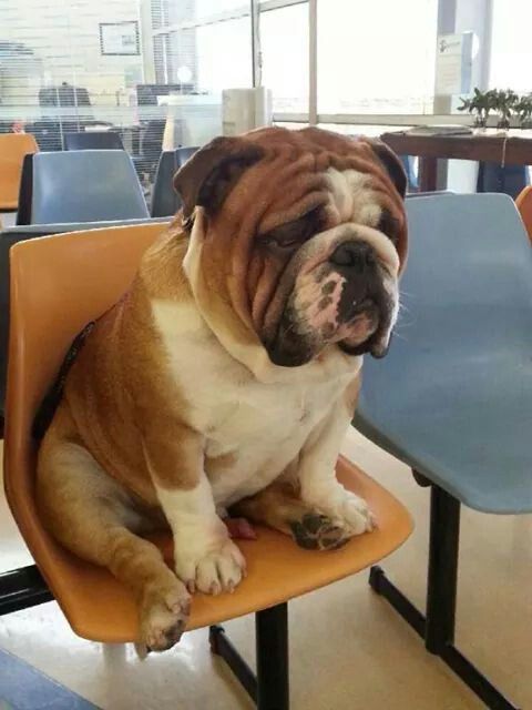 sleepy English Bulldog sitting on the chair