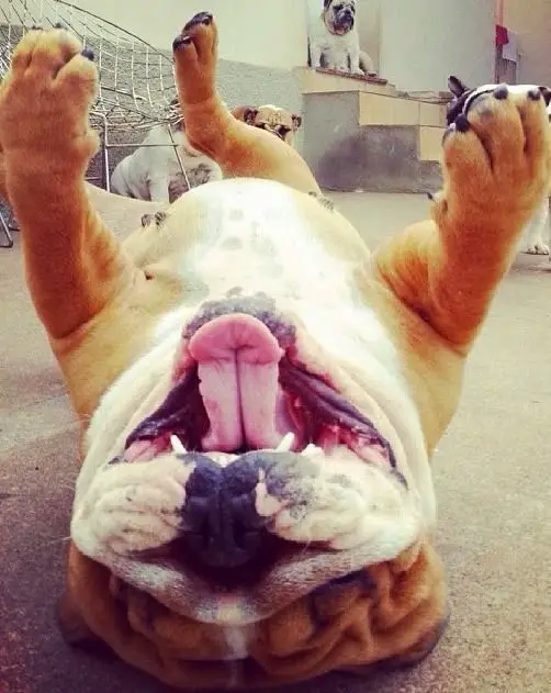 English Bulldog lying on its back on the floor showing its belly