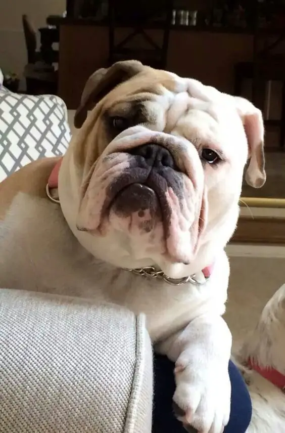 English Bulldog looking from behind its bed with its suspicious face