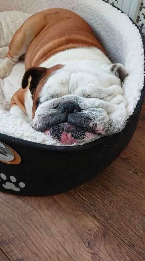 English Bulldog sleeping soundly in its bed