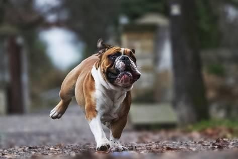running English Bulldog in the street
