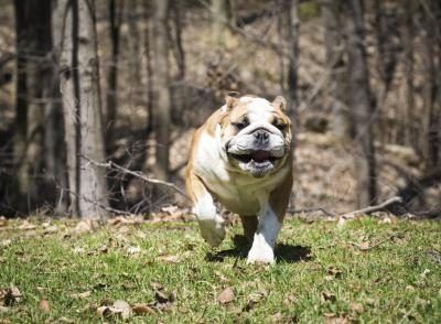 English Bulldog running in the forest