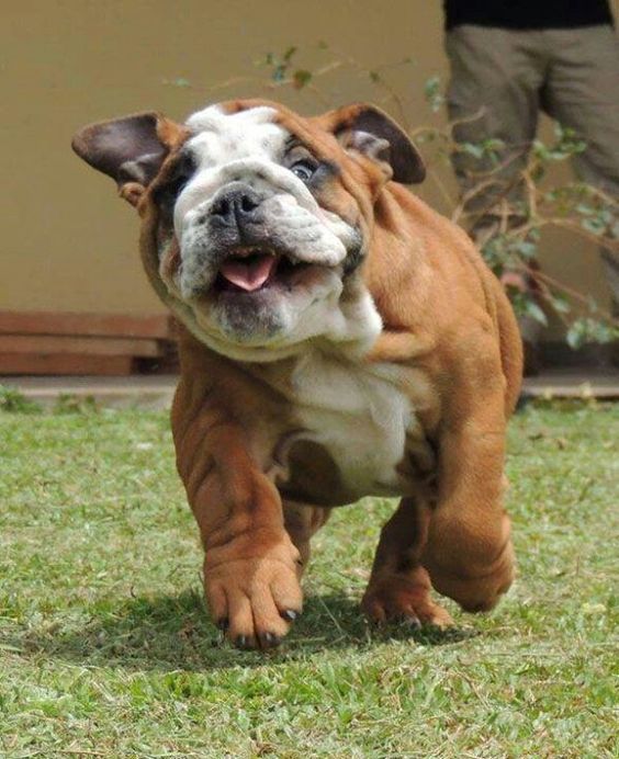 English Bulldog running in the yard
