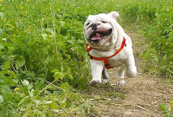 English Bulldog running in the field