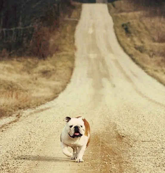 English Bulldog running on the road