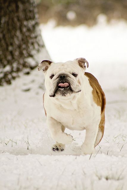 English Bulldog running outdoors in snow