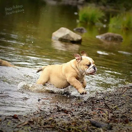 English Bulldog walking out from the river