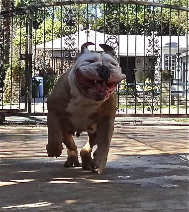 English Bulldog running while smiling