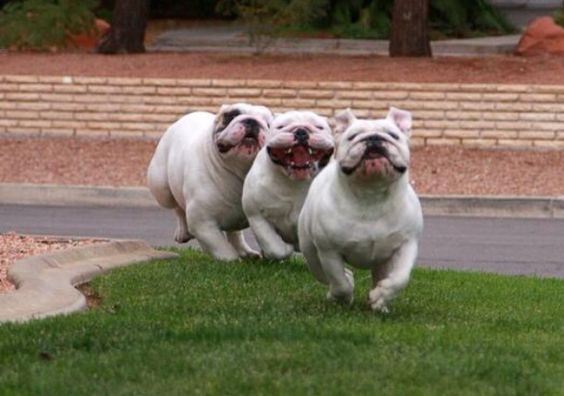 three English Bulldogs running on the street