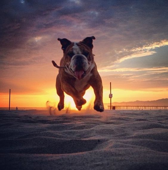 English Bulldog running in the sand on a sunset