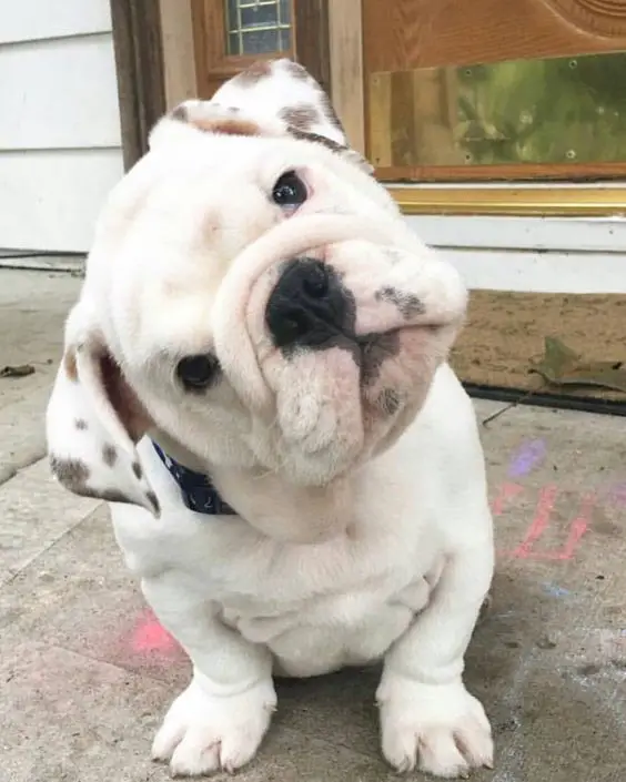 An English Bulldog sitting in the front door while tilting its head