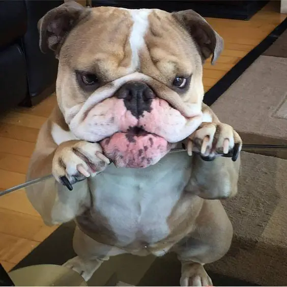 An English Bulldog leaning towards the glass window with its begging face