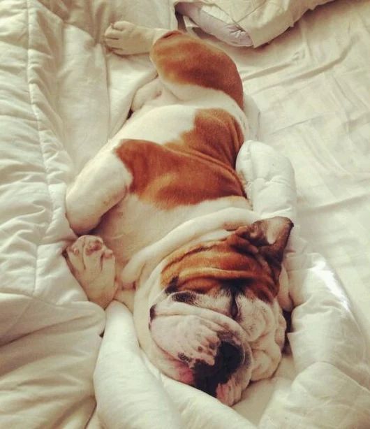 An English Bulldog sleeping on the bed