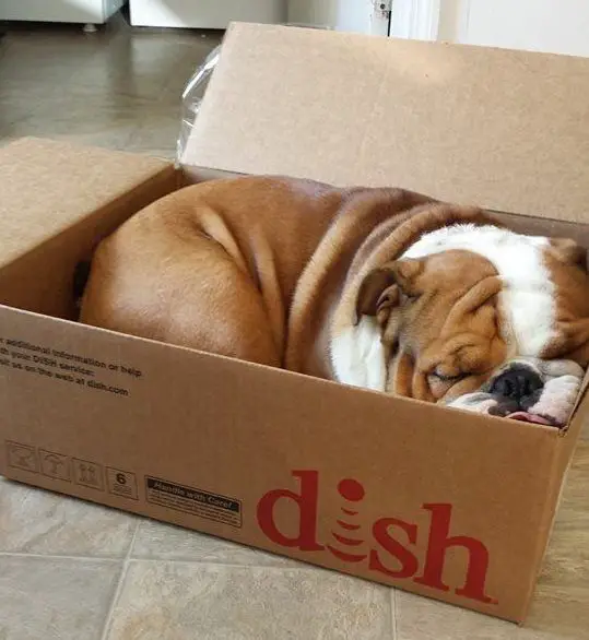 An English Bulldog sleeping inside a carboard box on the floor