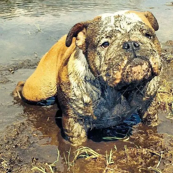 An English Bulldog in a mud