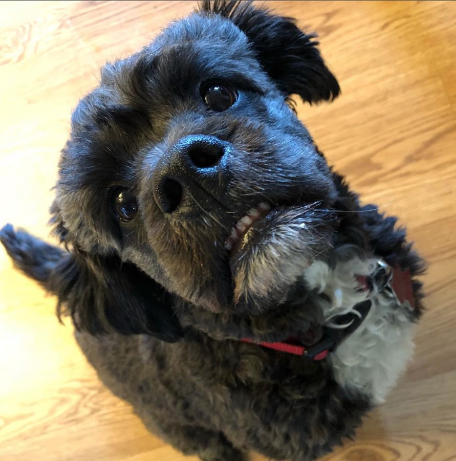  English Bulldog / Poodle Mixed Breed Dog with begging expression while sitting on the floor