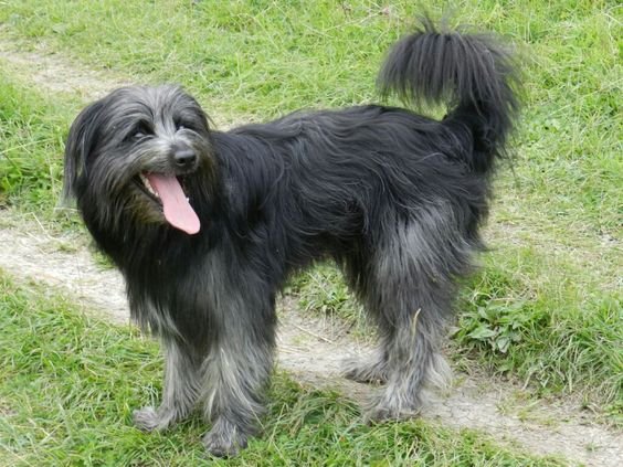 Bulldogdoodle with its tongue sticking out with black medium length hair taking a walk at the park