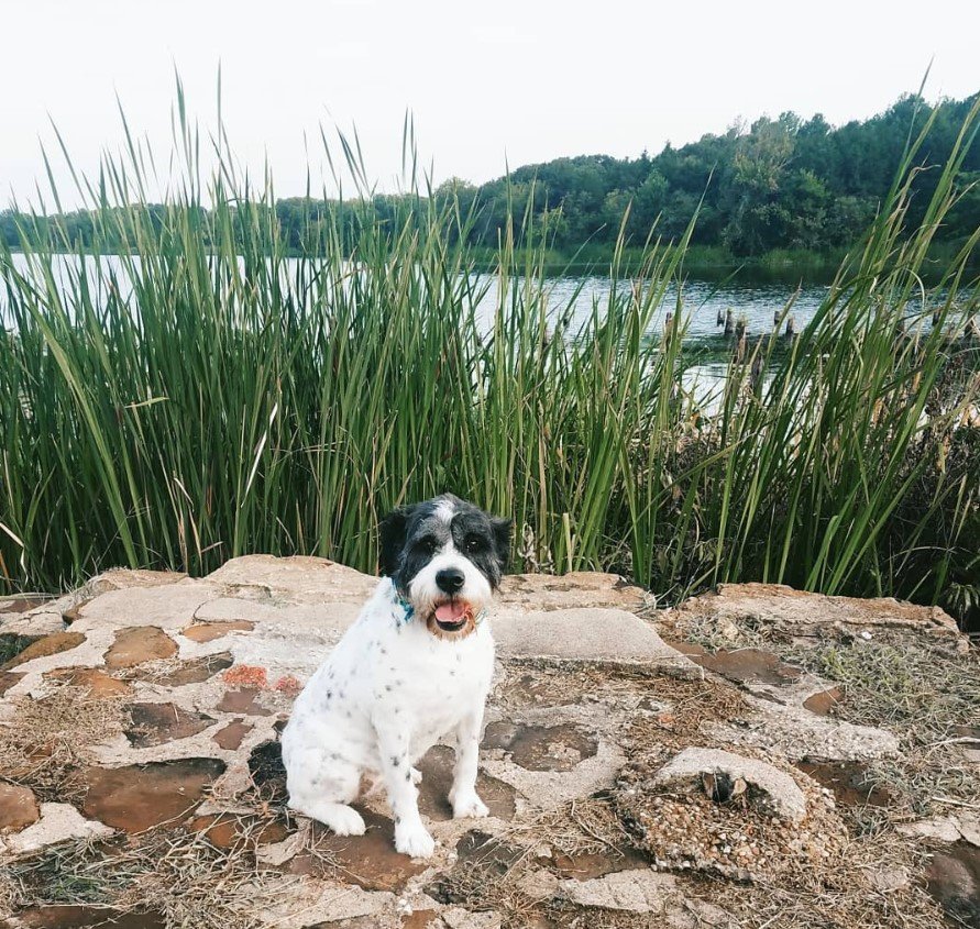 white and black Bulldogdoodle dog sitting on the ground at the park