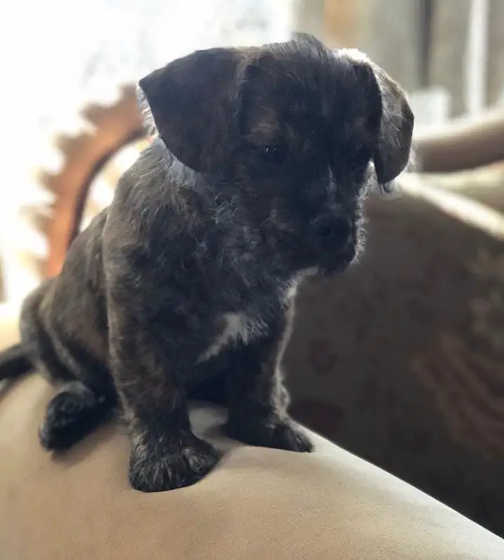 black Bulldogpoo puppy with short hair sitting on the couch
