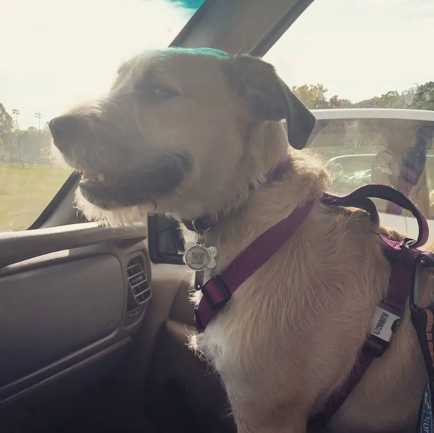 Bulldogpoo dog sitting on the passenger seat